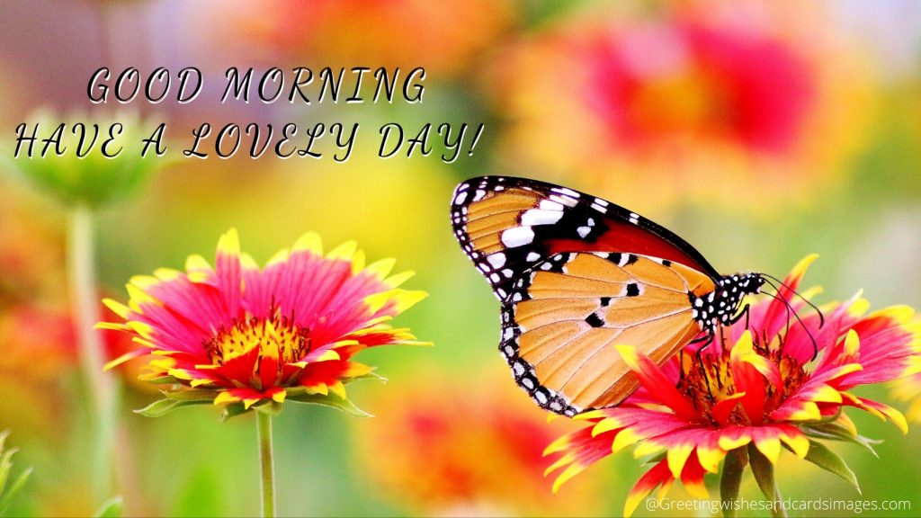 Morning Flower Images