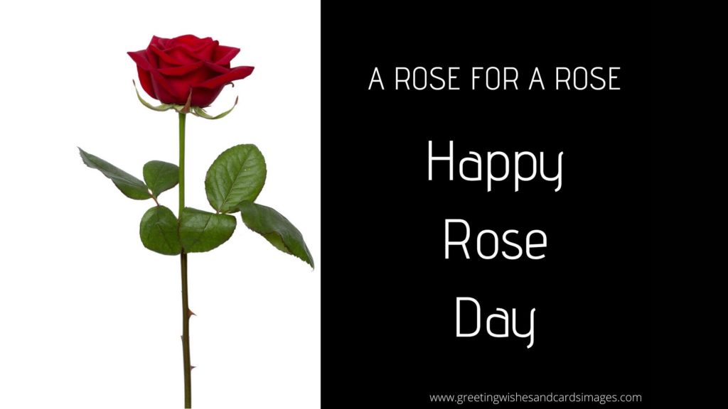 Happy Rose Day 2021 Images