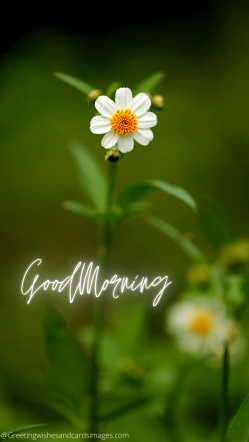 25+ Awesome Good Morning Images With Flowers - Greeting Wishes And ...