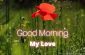 Best Good Morning Pics For Lover 2021 With Flowers