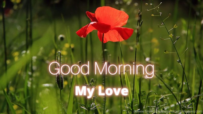Best Good Morning Pics For Lover 2021 With Flowers